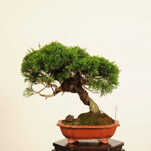 ~́FI^ *i _ ς@VpN Sabina chinesis@Shinpaku bonsai i~