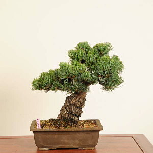 ~́F{ܗt*i _ 悤܂@SE}c@Goyoumatsu bonsai i~