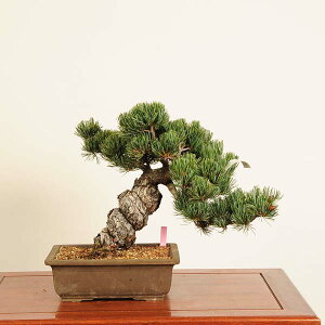 ~́F{ܗt*i _ 悤܂@SE}c@Goyoumatsu bonsai i~