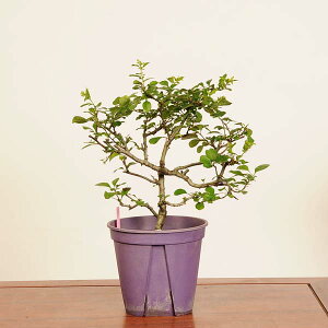 ~͑fޕcFԒ~ *i _ `EWoC@chojyubai bonsai i~