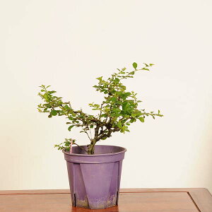 ~͑fޕcFԒ~ *i _ `EWoC@chojyubai bonsai i~