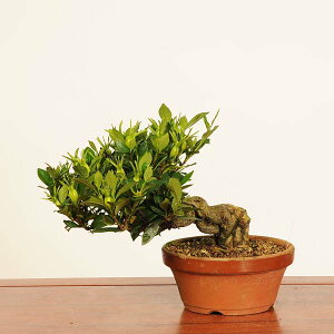 ~́Fq *i _Ȃ@N`iV@Minarikuchinashi@ bonsai i~
