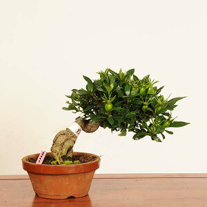 ~́Fq *i _Ȃ@N`iV@Minarikuchinashi@ bonsai i~