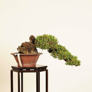 ~́@IFm(Ƃ傤)*i _ gVE Juniperus rigida Tosyo bonsaiti~
