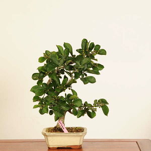 �~�́F���܂�*���i ��_�� �J�}�c�J Pourthiaea villosa�@Kamatsuka bonsai �@���i�~��