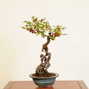 ~́F~(ѐ~VEoC)*i _ ɂ키 jE@niwaume bonsai i~