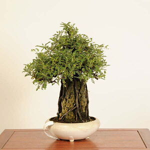 ~́FRΕt(񂵂傤)i*TVE@Isozansyo@Osreomeles anthyllidifolia var. subrotundai~