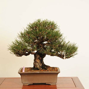 I ~́FO͍* i _ ܂@N}c@Kuromatsu bonsai i~