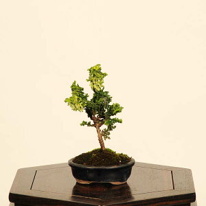 ~́FΉO(Ђ̂)*i@_@qmL@Hinoki bonsai ~j~