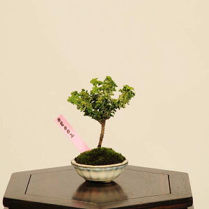 ~́FΉO(Ђ̂)*i@_@qmL@Hinoki bonsai ~j~