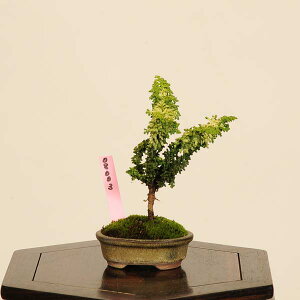 ~́FΉO(Ђ̂)*i@_@qmL@Hinoki bonsai ~j~