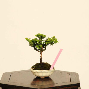~́FΉO(Ђ̂)*i@_@qmL@Hinoki bonsai ~j~