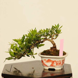 ~́Fq(Ȃ)*i _ N`iV Minarikuchinashi bonsai ~j~