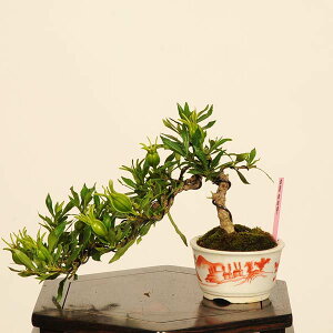 ~́Fq(Ȃ)*i _ N`iV Minarikuchinashi bonsai ~j~