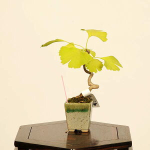 ~́F(C`E)*i _ 傤 Icho bonsai ~j~