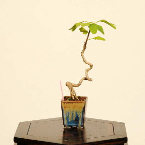 ~́F(C`E)*i _ 傤 Icho bonsai ~j~