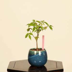 ~́FO(₫)*i _ PL Zelkova serrata@Keyaki bonsai ~j~