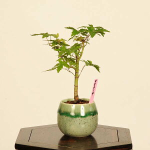 ~́FRgt*i _ R݂@~W@Momiji bonsai ~j~
