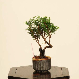 ~́F^ *i _ ς@VpN Sabina chinesis@Shinpaku bonsai ~j~