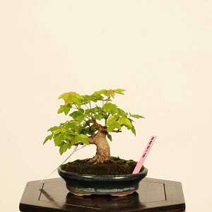 ~ F{l@i*Ł@JGf@Kaede bonsai Acer i~