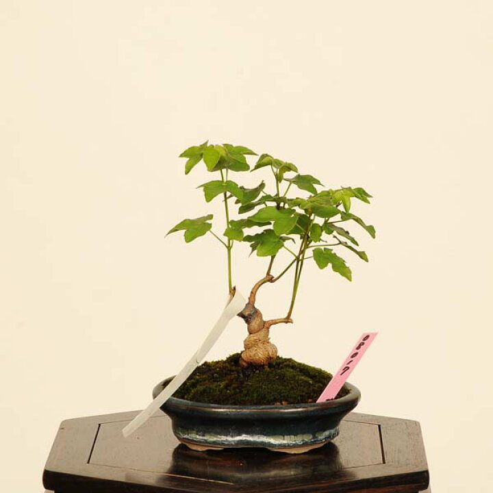 楽天市場】盆栽 ：宮様楓 現品*かえで カエデ Kaede bonsai Acer 小品 