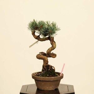 ~́Fܗt({)*@i _ 悤܂@SE}c@Goyoumatsu bonsai i~
