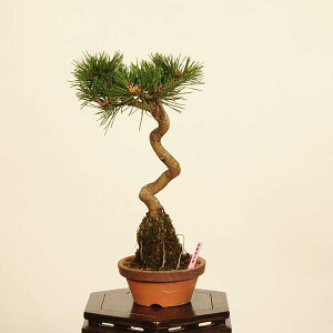 ~́F()*(JPL)@i _ ܂@N}c@Kuromatsu bonsai i~