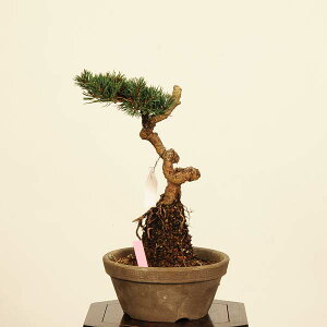 ~́Fܗt(ʐ)*@i _ 悤܂@SE}c@Goyoumatsu bonsai i~