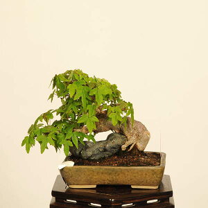 ~́FΕt*@i _ Ł@JGf@Kaede bonsai Acer i~