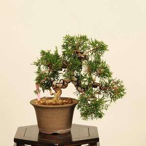 ~́F^ i* ς@VpN Sabina chinesis@Shinpaku bonsai i~