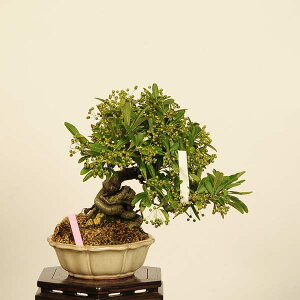 ~́FsJTΕt@i*_ ҂炩񂳁@Pyracantha@Pirakansa bonsai @i~