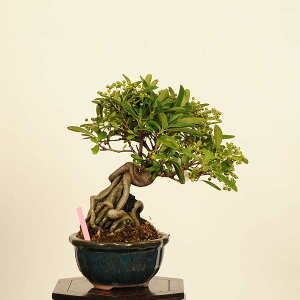 ~́FsJTΕt@i*_ ҂炩񂳁@Pyracantha@Pirakansa bonsai @i~