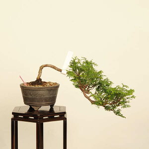 ~́FO*i Ђ̂@qmL Chamaecyparis obtusa@Hinoki bonsai i~