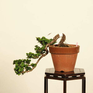~́FΉO(Ђ̂)@i*_ qmL@Chamaecyparis@Hinoki bonsai i~