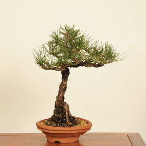 ~ FO͍*@i _ ܂@N}c@Kuromatsu bonsai i~