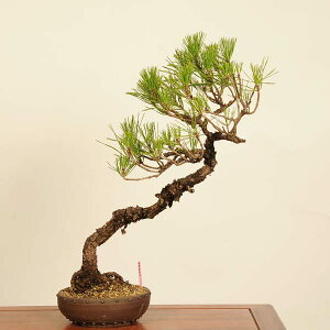 ~ FO͍*@i _ ܂@N}c@Kuromatsu bonsai i~
