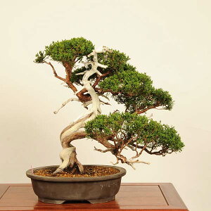 ~ IF^ i*_ ς@VpN Sabina chinesis@Shinpaku bonsai i~
