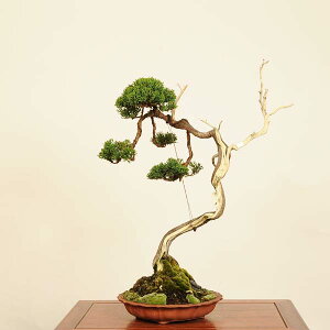 ~ IF^ i*_ ς@VpN Sabina chinesis@Shinpaku bonsai i~