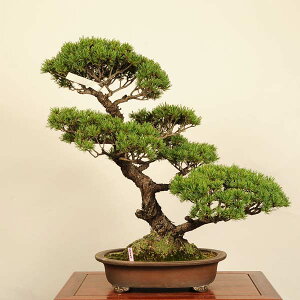 ~ IFܗt* i _ 悤܂ SE}c Goyoumatsu bonsai i~ ^}g֔z