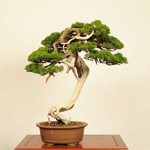 ~ IF^*_ i ς VpN@Shinpaku bonsai i~ ^}g֔z