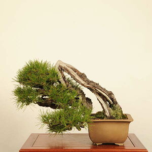 ~ IFԏiAJ}cj*i _ ܂ Akamatsu bonsai i~ ^}g֔z