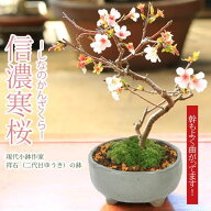 桜盆栽：富士桜(信濃寒桜)*【2026年開花終了】【葉姿でお届け】(鉢 現代小鉢作家 祥石(二代目)ゆうき) 灰…