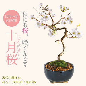 ~́F\*( ㏬ ː()䂤)Z۔y2025NtJԏIzytpł͂zyzyo׉z bonsai