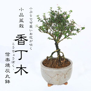 yo׉zi~́F(MyĊD۔)*ݎR   A  v[gɂ bonsai