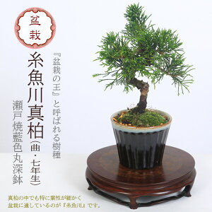 ~́F^iȁE7Nj*iˏėFې[jەt A~ Ƃ킵ςVpN i~ bonsai