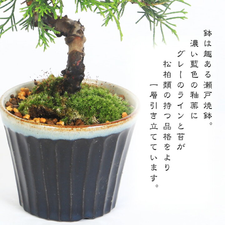 楽天市場】お中元 夏ギフト【即日出荷可】盆栽：糸魚川真柏（曲・7年生 