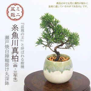 hV̓ Mtg@~j~́F^iȁE3Nj*iˏĔ֊|ې[jĂ锫A~ Ƃ킵ςVpN i~ bonsai