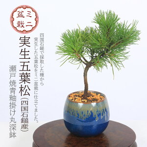 ~j~́Fܗt*lΒȎYiˏĐ֊|ې[jĂ锫A~ 悤܂SE}c i~ bonsai