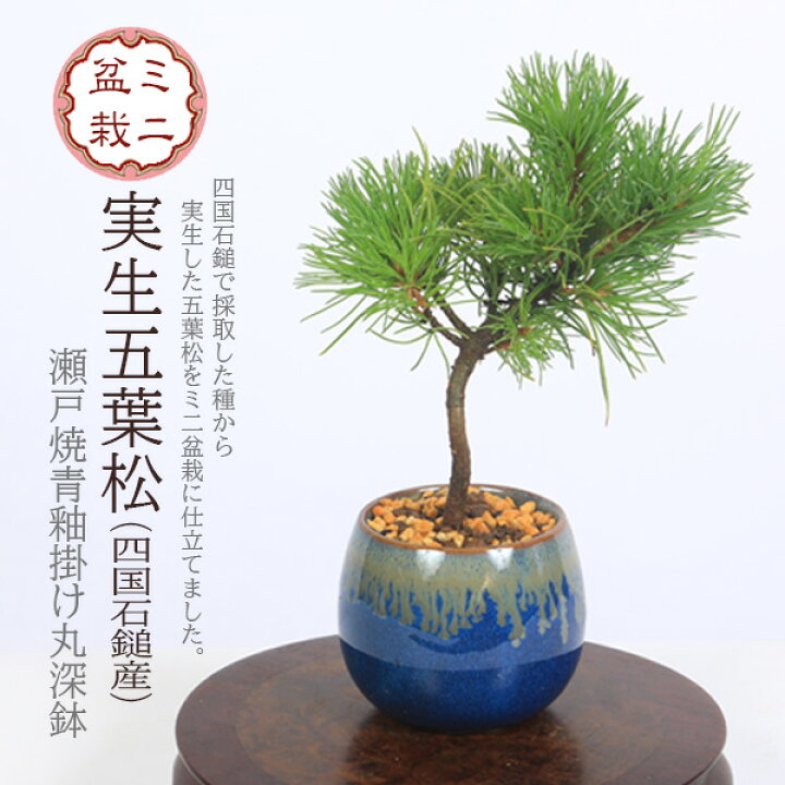 楽天市場】ミニ盆栽：実生五葉松*四国石鎚産（瀬戸焼青釉掛け丸深鉢 