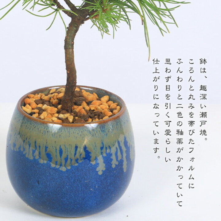 楽天市場】ミニ盆栽：実生五葉松*四国石鎚産（瀬戸焼青釉掛け丸深鉢 